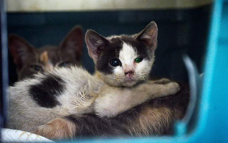 15161 a uno 1142632.webp