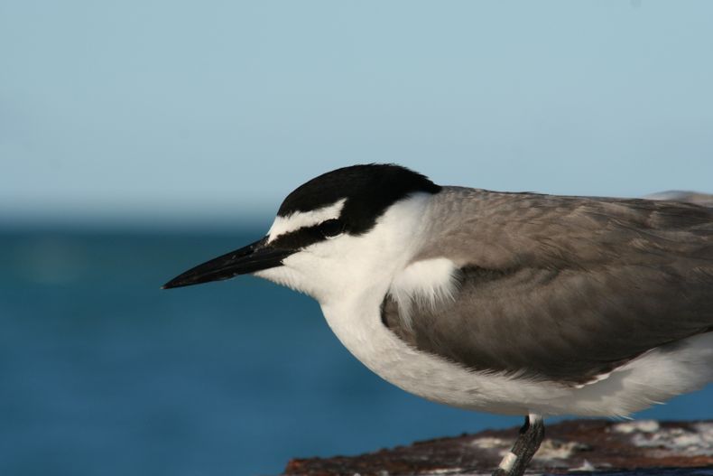 Manutara en Rapa Nui. Foto: Duncan Wright, USFWS Hawaiian Islands NWR