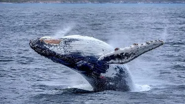 Día Mundial de la Ballena: Isla Chañaral, Chiloé y los mejores lugares para avistar a ejemplares jorobadas, azul y sei