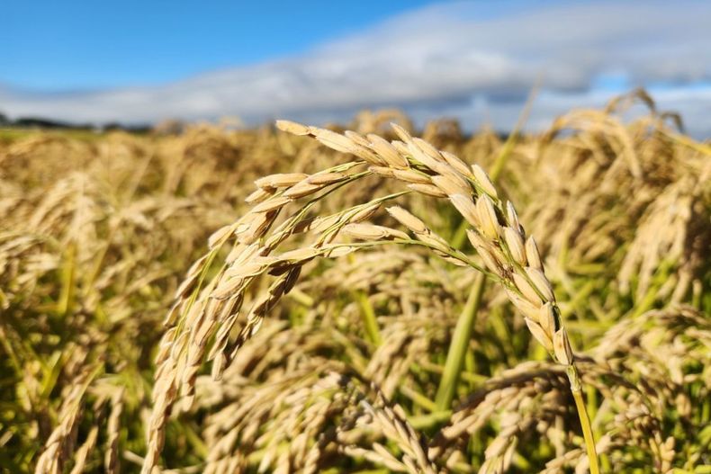 Reducir las emisiones de metano es fundamental.