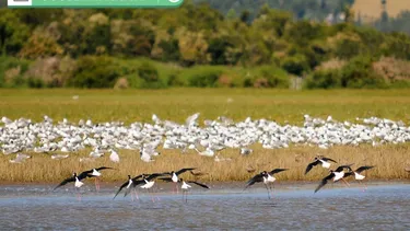Los 5 ejes por los que Chile fue calificado como referente mundial en modelos de trabajo positivo con la naturaleza