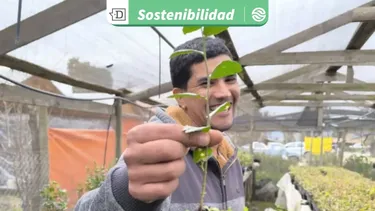 Impulsando la reproducción de más de 30 mil plantas nativas: Joven agricultor de Pichidegua lidera vivero sustentable