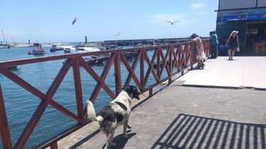 El perro Vaquita vuelve a las calles de Antofagasta