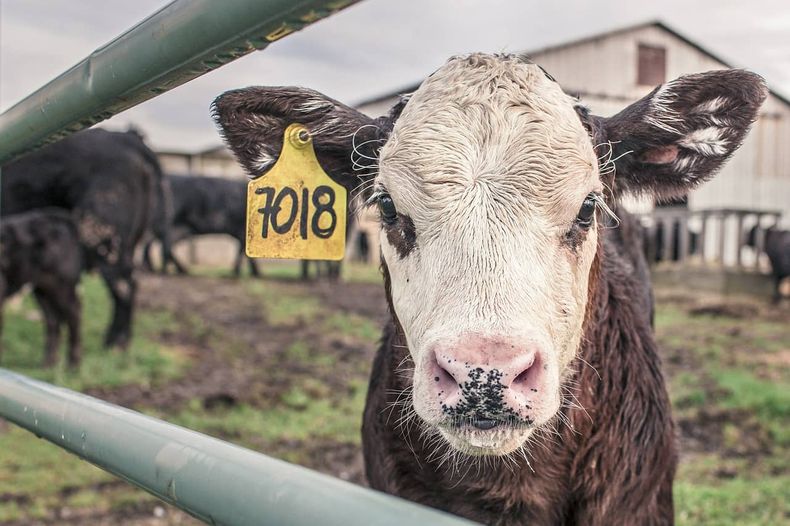 calf 362170_1280 1.jpg