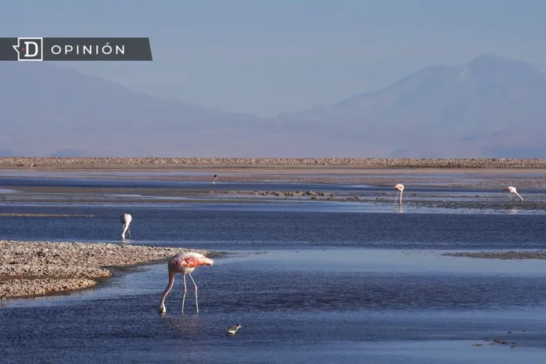 13953 flamencos en el salar de atacama.webp