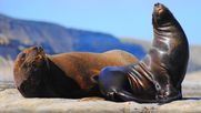 Lobos marinos y pesca.&nbsp;