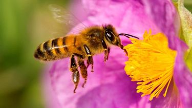 El Desconcierto | abeja europea apis mellifera tambien llamada abeja domestica o abeja melifera_5650b4a0_1280x859 e1675443355976.jpeg