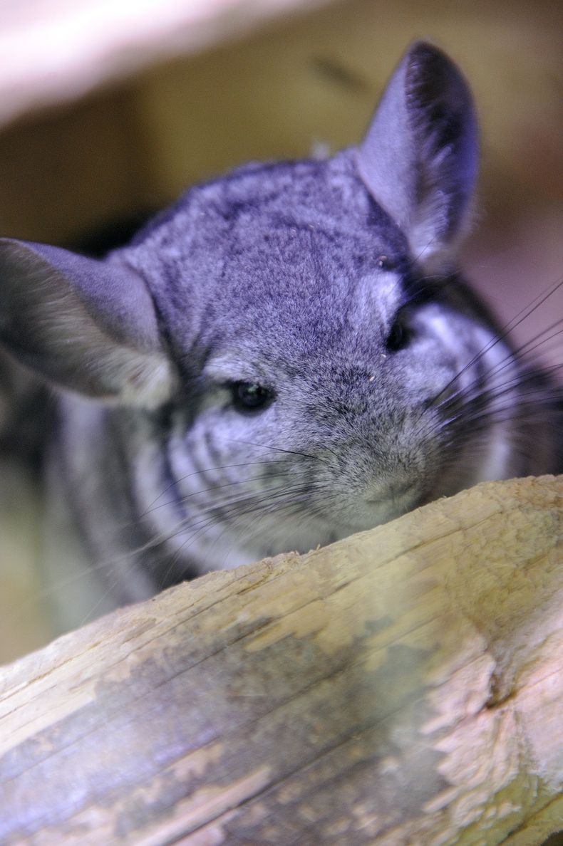 chinchillas 520411_1920.jpg