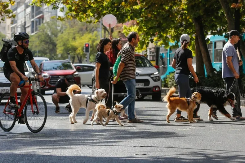 10195 pforestal.webp