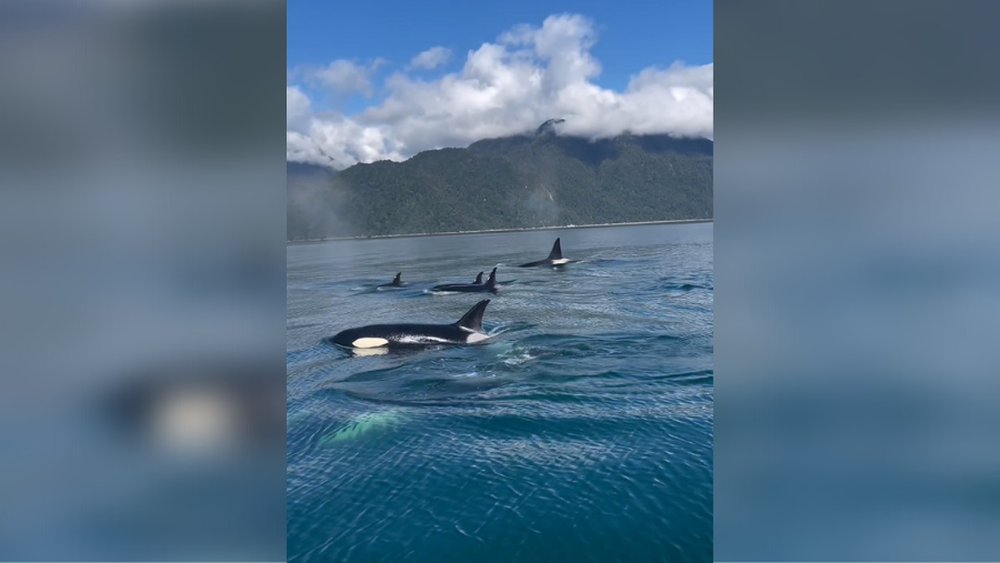 VIDEO | Captan un grupo de orcas nadando en el fiordo Comau en la Patagonia chilena