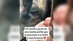VIDEO| Encuentro de dos mundos: Mamá humana y gorila se muestran a hijos recién nacidos