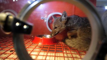 Dan consejos para ayudar a fauna silvestre que puede aparecer en centros poblados tras incendios