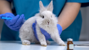 Argentina avanza en ley para prohibir testeos en animales en cosméticos.