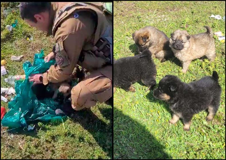 perritos.jpg