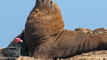Chile: autoridades reciben quinta denuncia por matanza de lobos marinos en salmoneras