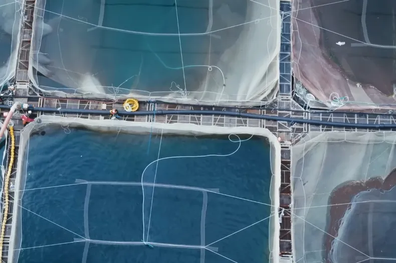 23416 salmoneras 1.webp