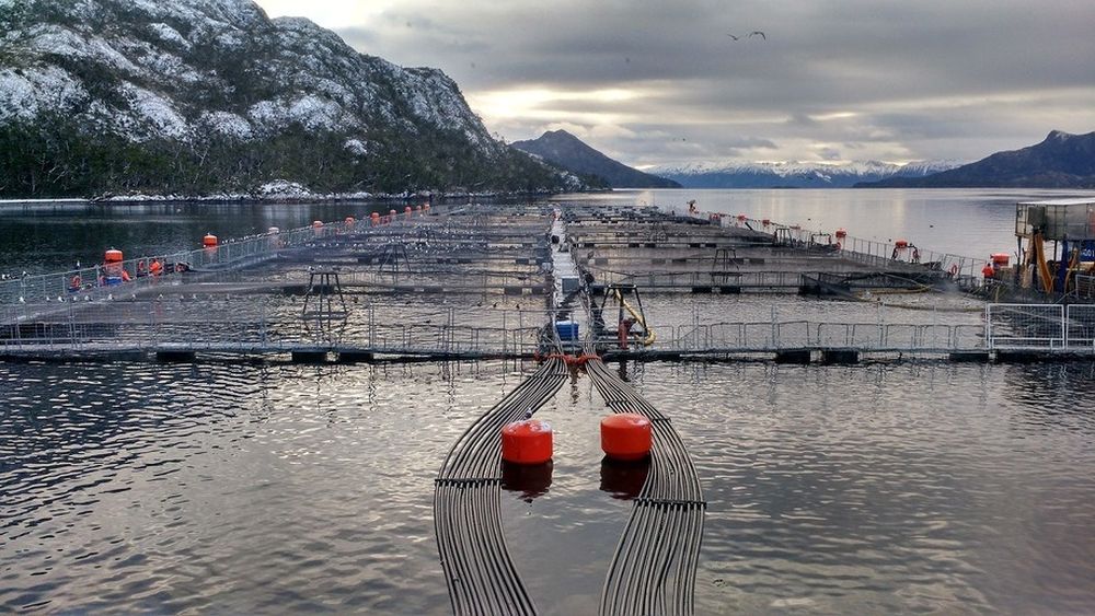 Consejo de Defensa del Estado se querella contra salmonera Nova Austral por fraude al fisco avaluado en 60 mil millones de pesos