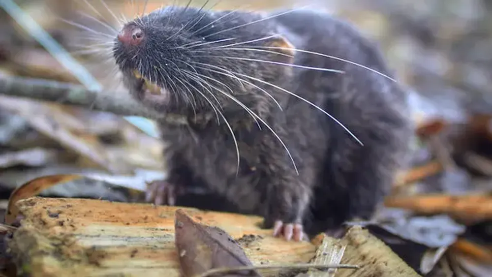 Día Mundial de la Vida Silvestre: Descubren una nueva especie de ratón semiacuático en Andes de Perú