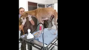 videos| encuentran a perro galgo amarrado a un arbol y con aguda desnutricion