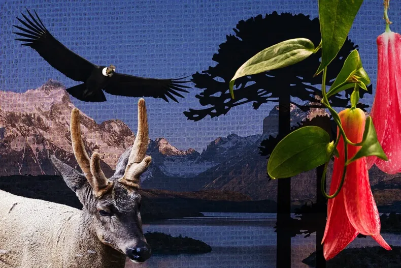 22732 especies chile.webp