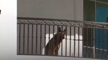 Insólito: Expulsan de la Casa Blanca al perro de Joe Biden por morder a muchas personas