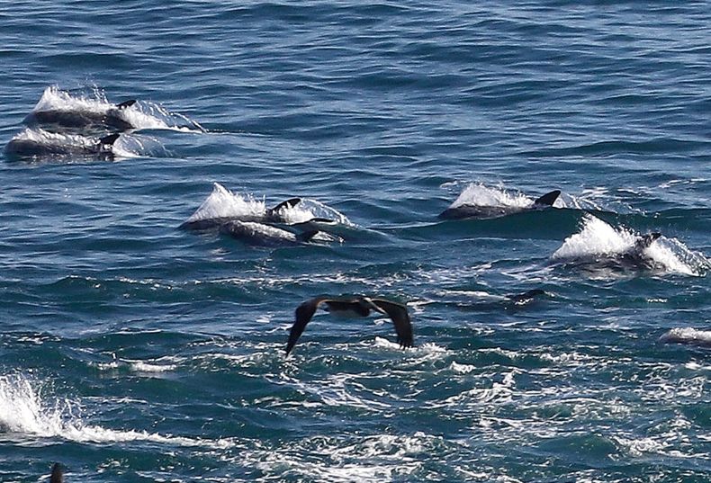Delfines Agencia Uno.jpg
