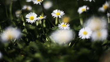 Hoy comienza oficialmente la primavera en el Hemisferio Sur