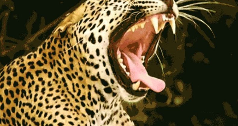 Jaguar UDP e1665174809365.jpeg