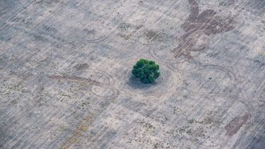 El Desconcierto | gran chaco deforestacion argentina 7 1200x800 1.jpg