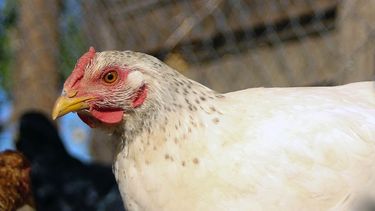Concepto de gallina feliz es ilegal en Chile según Sernac - Agencia Uno
