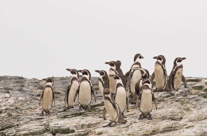 Pingüino de Humboldt.&nbsp;