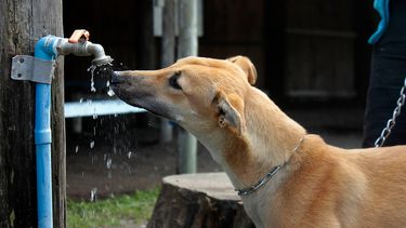 Fin a la crueldad animal: Presentan proyecto que busca prohibir las carreras de perros en Chile