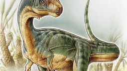 El Chilesaurio llega al Museo Nacional de Historia Natural de la mano de Sernageomin