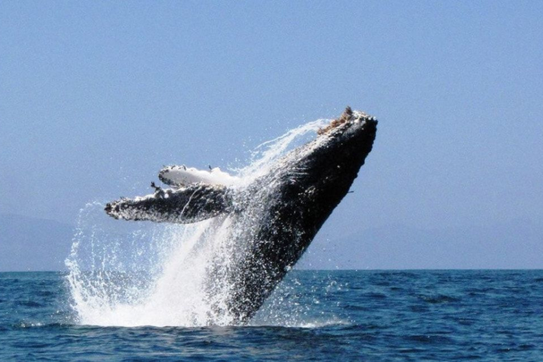 1435 ballena jorobada.png