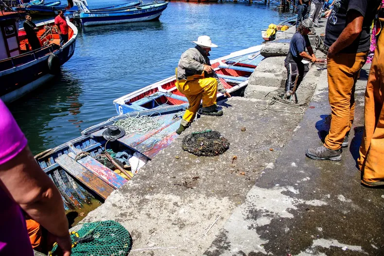 12050 pesca artesanal jibia.webp