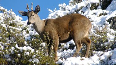 Aysén: Lanzan programa “Corredor del Huemul” para promover la conservación de la especie y su hábitat