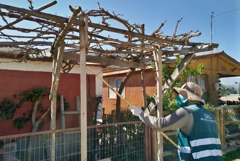 21210 polilla uva 1.webp