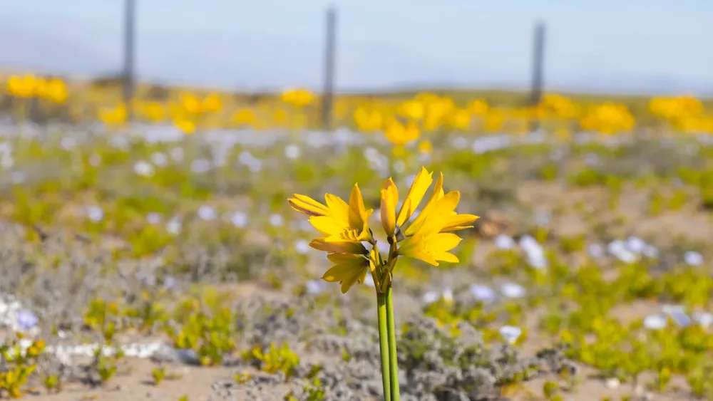 Para no dañar el desierto florido: Ordenan medidas preventivas a parques eólicos y solares en Atacama