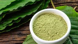 Expertos preocupados por el Kratom, droga con alto poder adictivo que llegó a Chile: Es letal