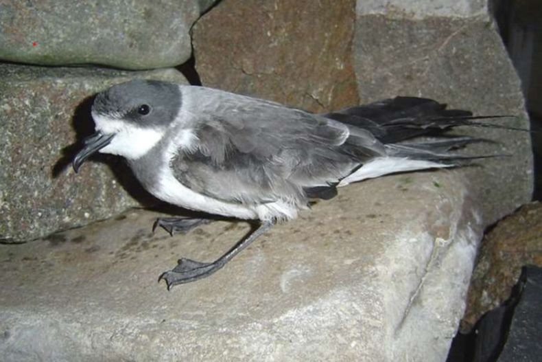 4062 golondrina mar.jpg