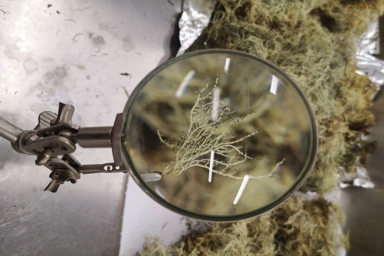 1758 liquenes antartica.jpg