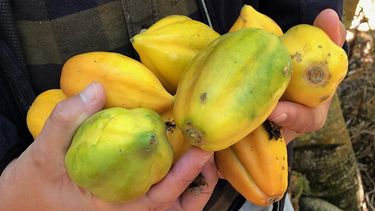 Papayeros de Coquimbo trabajan para dar sello de origen a su producto, al estilo de la Champaña