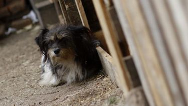Por abandono y maltrato animal: Investigarán la muerte por envenenamiento de 13 perros de la calle en Temuco