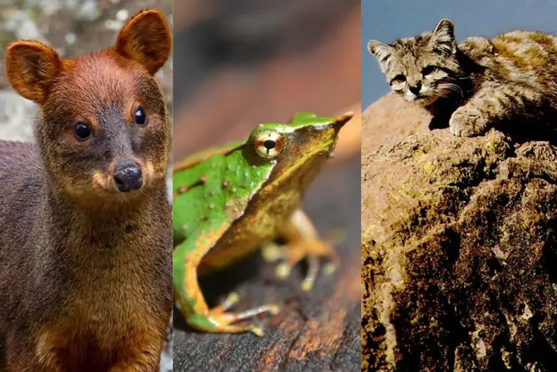 14101 especies chilenas.webp