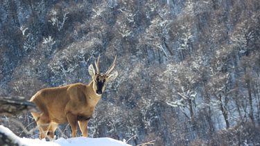 Recluido en la nieve y enfermo a causa del ganado: La situación que tiene al huemul chileno al borde de desaparecer