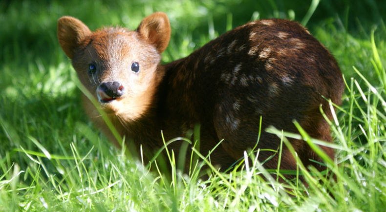 Pudu.png