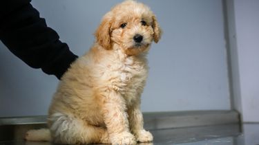 Mascota murió por error de veterinario en operación: Corte le ordena pagar $3 millones a dueño