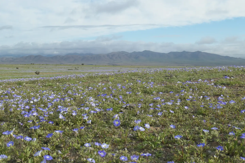 Un primer vistazo a las flores que se apoderan del paisaje nortino.