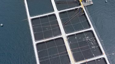 Casi 80 infracciones ambientales de salmoneras en reservas nacionales prescribieron sin multa