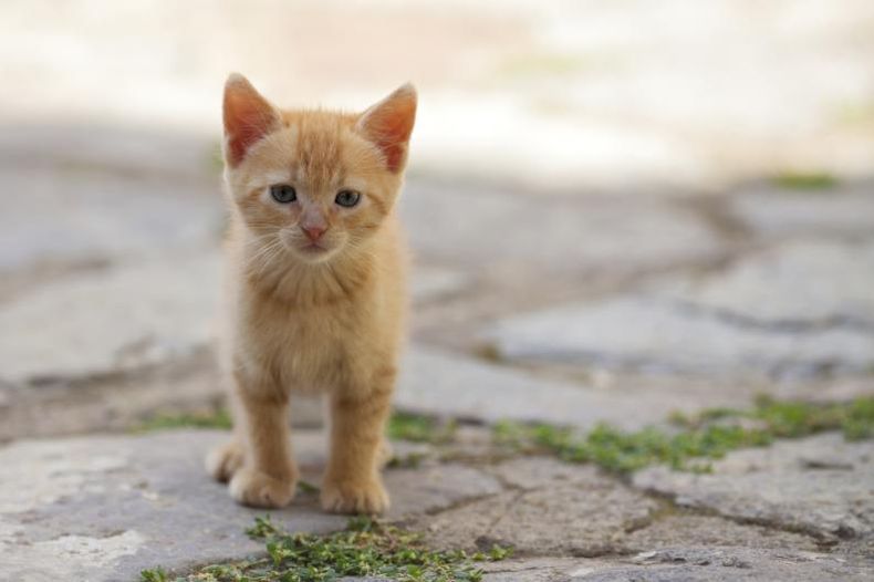 gato_joven_pelirrojo.jpg